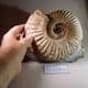 JURASSIC AMMONITE (large and impressive example)  -  190 million years old  - Charmouth,  Dorset