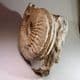 JURASSIC AMMONITE (large and impressive example)  -  190 million years old  - Charmouth,  Dorset