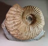 JURASSIC AMMONITE (large and impressive example)  -  190 million years old  - Charmouth,  Dorset