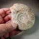 JURASSIC AMMONITE (PARKINSONIA) - 165 million years old -  Dorset