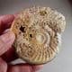 JURASSIC AMMONITE (PARKINSONIA) - 165 million years old -  Dorset