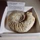 JURASSIC AMMONITE (PARKINSONIA) - 165 million years old -  Dorset