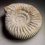 JURASSIC AMMONITE (PARKINSONIA) - 165 million years old -  Dorset