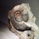 JURASSIC AMMONITE (PARKINSONIA) - 175 million years old -  Burton Bradstock, Dorset