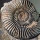 JURASSIC AMMONITE (PARKINSONIA) - 175 million years old -  Burton Bradstock, Dorset