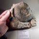 JURASSIC AMMONITE (PARKINSONIA) - 175 million years old -  Burton Bradstock, Dorset