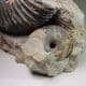 JURASSIC AMMONITE (PARKINSONIA) - 175 million years old -  Burton Bradstock, Dorset
