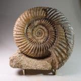 JURASSIC AMMONITE (PARKINSONIA) - 175 million years old - Burton Bradstock, Dorset