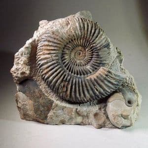 JURASSIC AMMONITE (PARKINSONIA) - 175 million years old -  Burton Bradstock, Dorset