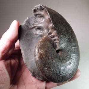 JURASSIC AMMONITE (PHYLLOCERAS) (VERY FINE EXAMPLE) - 180 million years old  - Whitby, Yorkshire