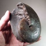 JURASSIC AMMONITE (PHYLLOCERAS) (VERY FINE EXAMPLE) - 180 million years old - Whitby, Yorkshire