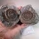 JURASSIC AMMONITE  ('POPPING STONE')  - 180 million years old  -  Whitby, Yorkshire