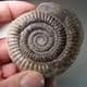JURASSIC AMMONITE ('POPPING STONE')  -  180 million years old  - Whitby, Yorkshire