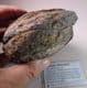 JURASSIC AMMONITE  ('POPPING STONE')  - 180 million years old  -  Whitby, Yorkshire