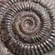 JURASSIC AMMONITE  ('POPPING STONE')  - 180 million years old  -  Whitby, Yorkshire