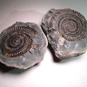 JURASSIC AMMONITE  ('POPPING STONE')  - 180 million years old  -  Whitby, Yorkshire