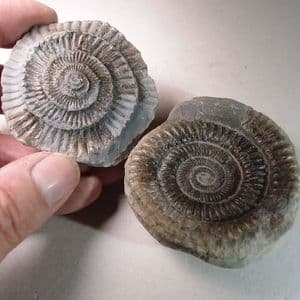 JURASSIC AMMONITE ('POPPING STONE')  -  180 million years old  - Whitby, Yorkshire
