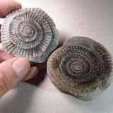 JURASSIC AMMONITE ('POPPING STONE') - 180 million years old - Whitby, Yorkshire
