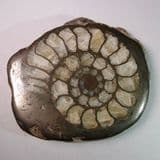 JURASSIC AMMONITE PRESERVED IN PYRITE - 190 million years old - Dorset