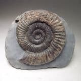 JURASSIC AMMONITE (with cut base) - 180 million years old - Whitby, Yorkshire