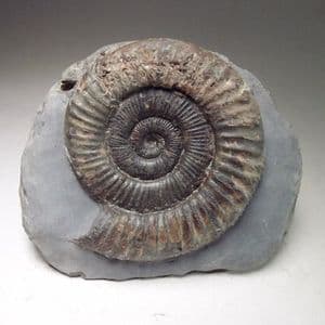 JURASSIC AMMONITE (with cut base) - 180 million years old - Whitby, Yorkshire
