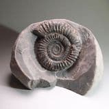 JURASSIC AMMONITE (with cut base) - 180 million years old - Whitby, Yorkshire