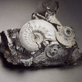 JURASSIC AMMONITES - 160 million years old - Wiltshire