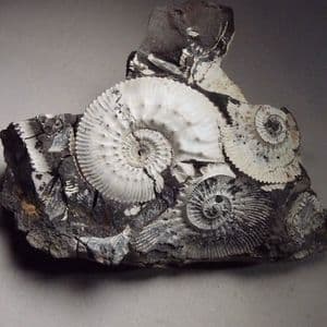 JURASSIC AMMONITES - 160 million years old - Wiltshire