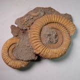 JURASSIC AMMONITES - 180 million years old - Germany