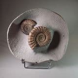 JURASSIC AMMONITES (CLASSIC PAIR) - 190 million years old - Dorset
