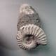 JURASSIC AMMONITES (NODULE WITH TWO AMMONITES) - 185 million years old - Germany