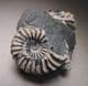 JURASSIC AMMONITES (NODULE WITH TWO AMMONITES) -  185 million years old - Germany