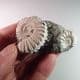 JURASSIC AMMONITES (NODULE WITH TWO AMMONITES) - 185 million years old - Germany