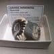 JURASSIC AMMONITES (NODULE WITH TWO AMMONITES) -  185 million years old - Germany