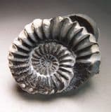 JURASSIC AMMONITES (NODULE WITH TWO AMMONITES) - 185 million years old - Germany