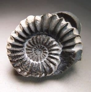 JURASSIC AMMONITES (NODULE WITH TWO AMMONITES) - 185 million years old - Germany