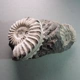 JURASSIC AMMONITES (NODULE WITH TWO AMMONITES) - 185 million years old - Germany