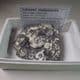 JURASSIC AMMONITES PRESERVED IN A CLAYSTONE NODULE - Marston Magna, Somerset