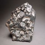 JURASSIC AMMONITES PRESERVED IN A CLAYSTONE NODULE - Marston Magna, Somerset