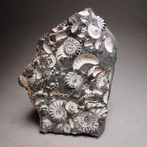 JURASSIC AMMONITES PRESERVED IN A CLAYSTONE NODULE - Marston Magna, Somerset