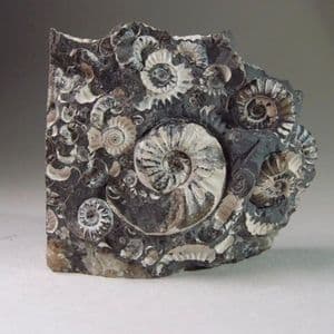 JURASSIC AMMONITES PRESERVED IN A CLAYSTONE NODULE - Marston Magna, Somerset