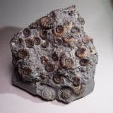 JURASSIC AMMONITES PRESERVED IN A NODULE - Marston Magna, Somerset