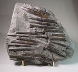 JURASSIC 'BELEMNITE GRAVEYARD' - 170 million years old - Whitby, Yorkshire