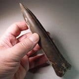 JURASSIC BELEMNITE (VERY LARGE EXAMPLE) (16.5 cm) - 160 million years old - Cambridgeshire