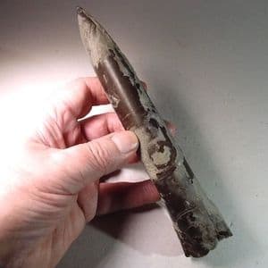 JURASSIC BELEMNITE (VERY LARGE  EXAMPLE) (19.5 cm) - 160 million years old  - Cambridgeshire