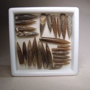 JURASSIC BELEMNITES  - 160 million years old  - Oxford Clay - Weymouth,  Dorset