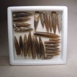 JURASSIC BELEMNITES - 160 million years old - Oxford Clay - Weymouth, Dorset