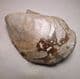 JURASSIC BIVALVE (BOTH VALVES)  -  190 million years old  -  Gloucestershire