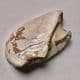JURASSIC BIVALVE (BOTH VALVES)  -  190 million years old  -  Gloucestershire