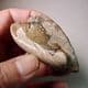 JURASSIC BIVALVE (BOTH VALVES)  -  190 million years old  -  Gloucestershire